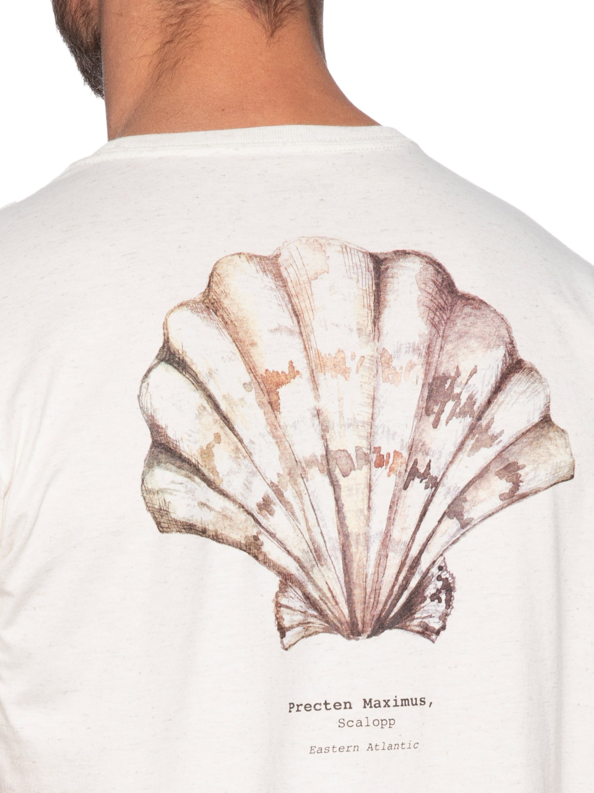 Camiseta Masculina Estampa Concha Off White Zapalla