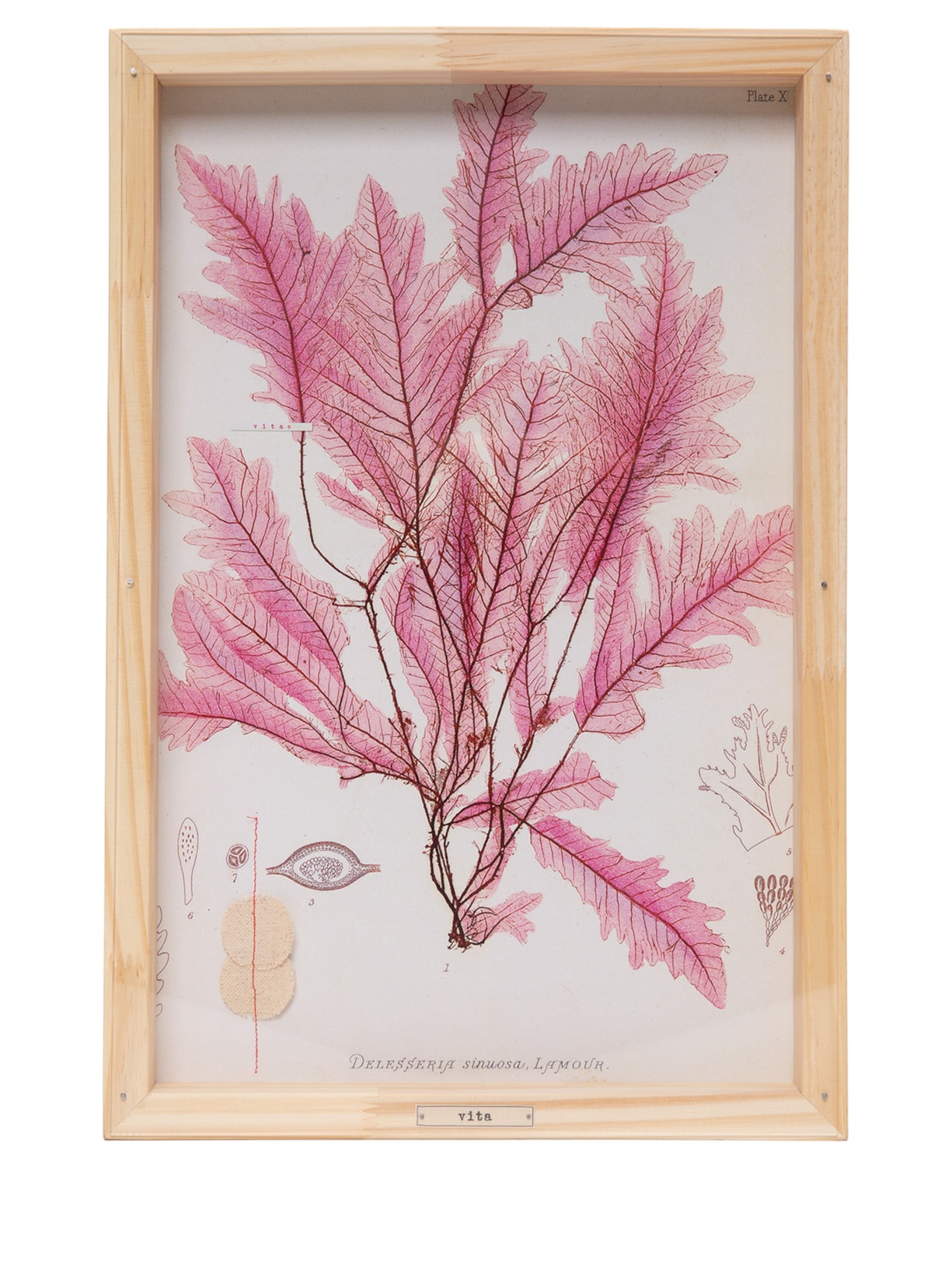 Quadro Box Colagem Botânica Folha Rosa Em Madeira 1 Peça - Rosa