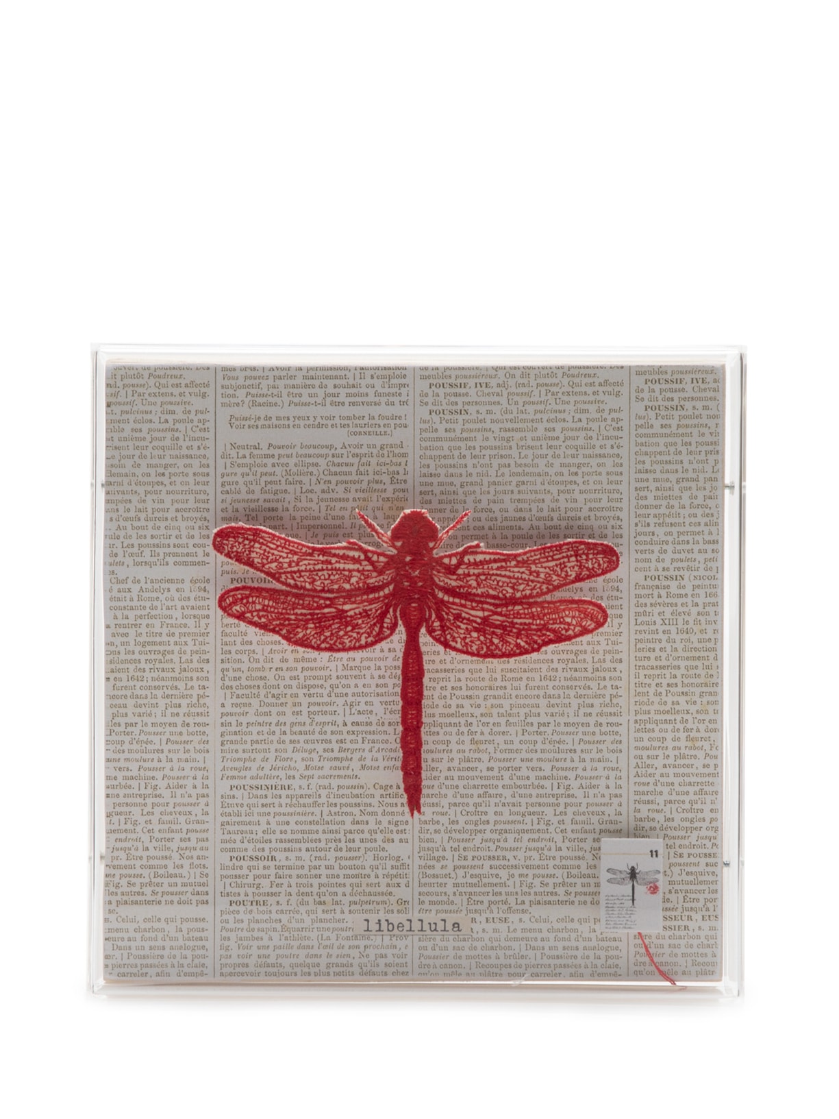 Quadro Galleria Botânica Libélula - Branco